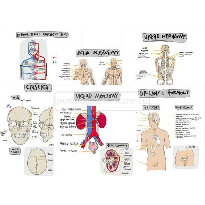eduPlansza anatomia człowieka  – zestaw 13 plansz edukacyjnych