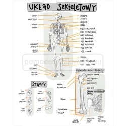 eduPlansza anatomia człowieka  – zestaw 13 plansz edukacyjnych