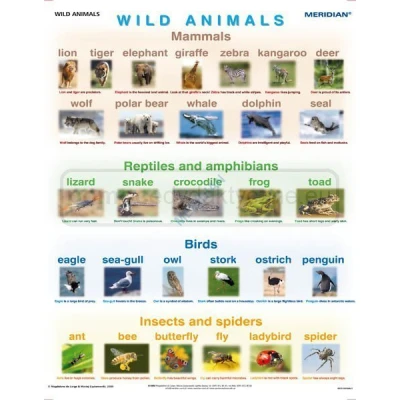 Wild animals - ścienna plansza dydaktyczna